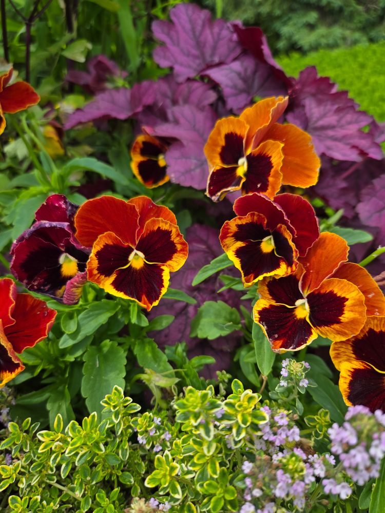 A group of deep orange, purple, and yellow pansies
