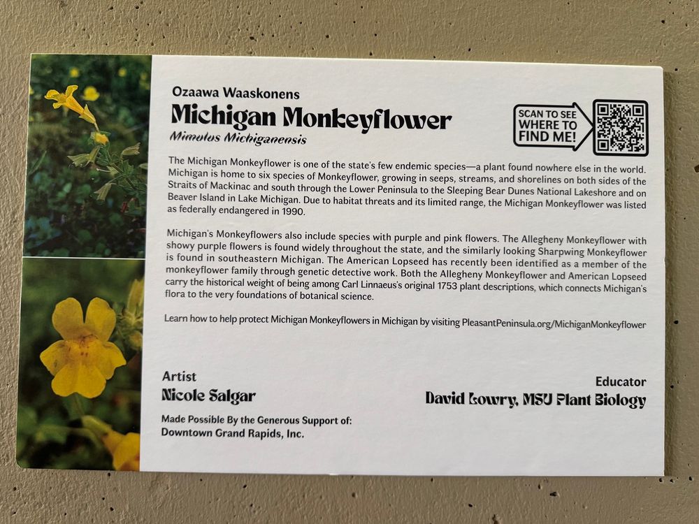 Description for the mural: Michigan's Monkeyflowers
Michigan is home to six species of monkeyflower found across the state's varied habitats. The Michigan monkeyflower (Mimulus michiganensis, syn. Erythranthe michiganensis) is one of the state's few endemic species—a yellow-flowered plant found nowhere else in the world. This rare species grows in seeps, streams, and shorelines on both sides of the Straits of Mackinac and south through the Lower Peninsula to the Sleeping Bear Dunes National Lakeshore. It also occurs on Beaver Island in Lake Michigan. Due to habitat threats and its limited range, the Michigan monkeyflower was listed as federally endangered in 1990. Two other yellow-flowered species occur in wetland habitats of the Upper Peninsula (M. guttatus) and Lower Peninsula (M. geyeri).
Michigan's monkeyflowers also include species with purple and pink flowers. The Allegheny monkeyflower (Mimulus ringens) is a delightful plant with showy purple flowers, found widely throughout the state. The similarly looking sharpwing monkeyflower (M. alatus) is found in southeastern Michigan. The American lopseed (Phryma leptostachya) has recently been identified as a member of the monkeyflower family through genetic detective work. Its delicate pink and white flowers, scattered across the forest floors of eastern North America, represent an evolutionary surprise that has reshaped our understanding of the relationships of plant species. Both the Allegheny monkeyflower and American lopseed carry the historical weight of being among Carl Linnaeus's original 1753 plant descriptions, which connects Michigan's flora to the very foundations of botanical science.