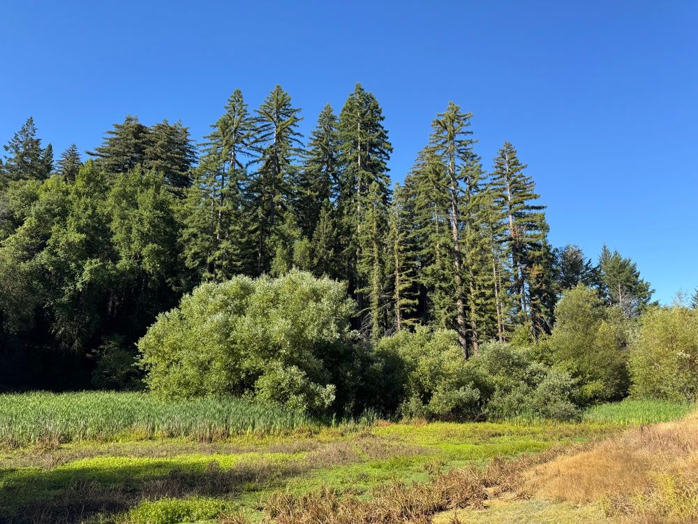 A dried Bullfrog pond with redwoods behind