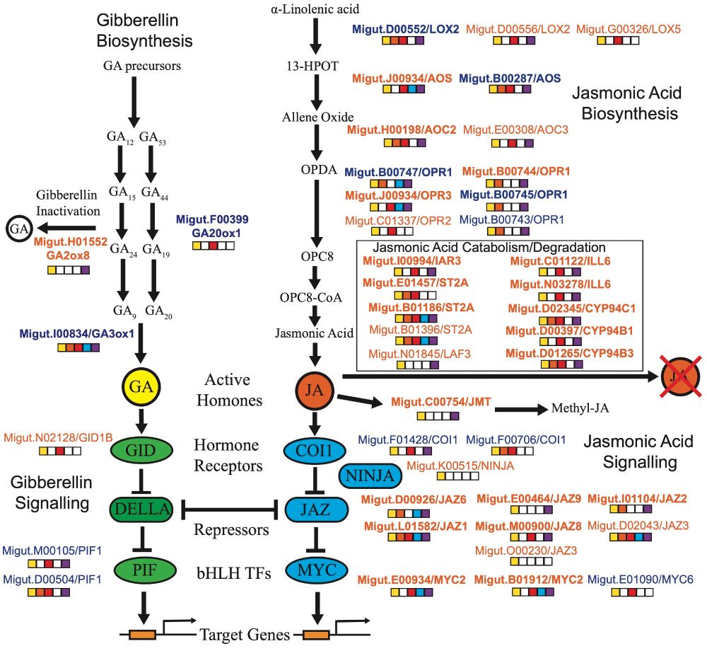 Figure 2: Gene expression patterns for the candidate gibberellin (GA) and jasmonic acid (JA) biosynthetic and signaling pathways. Genes that were significantly differentially expressed between coastal and inland plants (genotype main effect, yellow filled square) are shown. The names of genes with higher expression in inland plants are indicated with orange letters, while genes with higher expression in coastal plants are indicated by blue letters. Other significant contrasts are also indicated by filled squares: 4leaf vs. 2leaf (orange), bud vs. 2leaf (red), genotype interaction with 4leaf vs. 2leaf (blue), and genotype interaction with bud vs. 2leaf (purple). Bolded gene names indicate LFC > 2 for the genotype main effect.