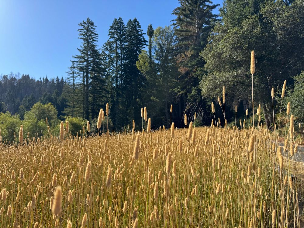 Dried grass in front of redwood trees