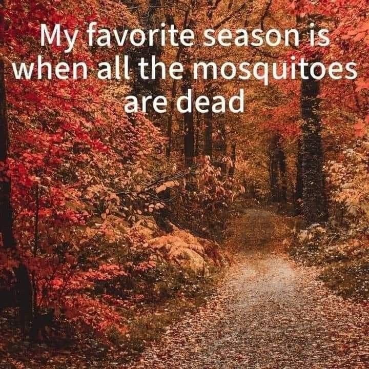 picture of a path in the woods during autumn with text that reads: my favorite season is when all the mosquitoes are dead
