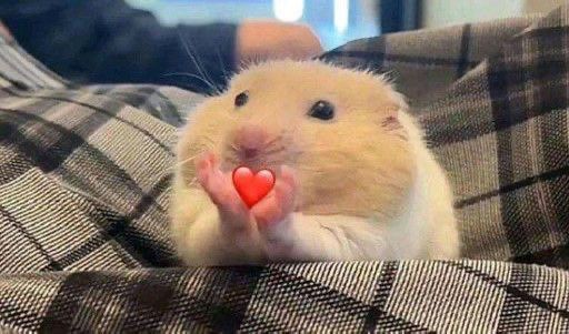 a hamster with its little front paws together in a “v” with a heart emoji places inside