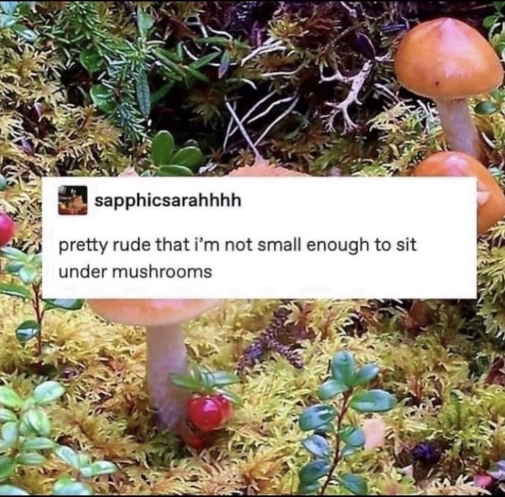 picture of a mossy ground with mushrooms and text that reads: pretty rude that i'm not small enough to sit under mushrooms
