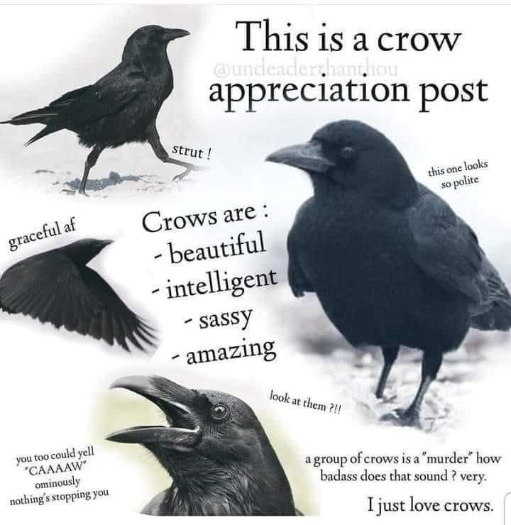 various images of crows with text that reads: “this is a crow appreciation post. crows are beautiful, intelligent, sassy, amazing. look at them!! a group of crows is a "murder" how badass does that sound? very. i just love crows.”