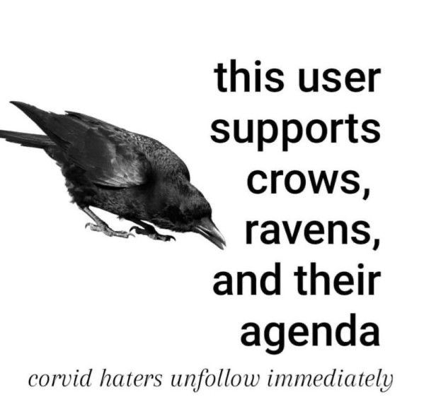 black text on a white background: “this user supports crows, ravens, and their agenda. corvid haters unfollow immediately.” the text is on the right and on the left is a crow