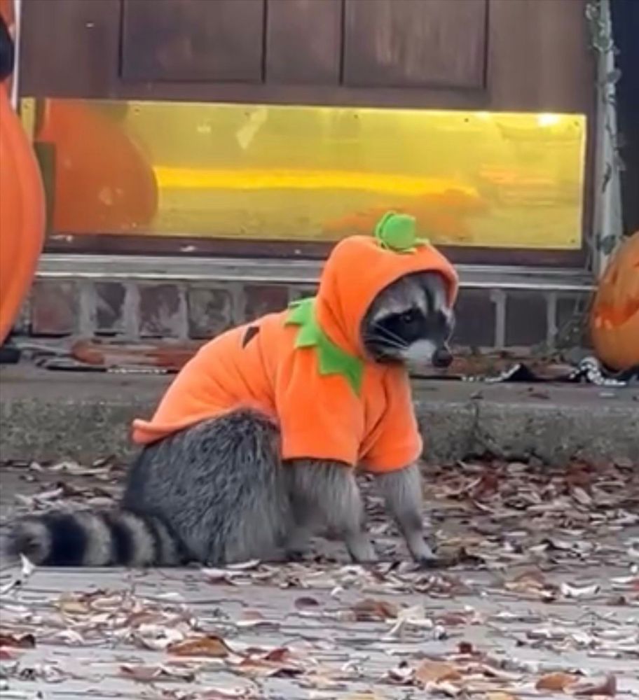 a racoon wearing a pumpkin hoodie