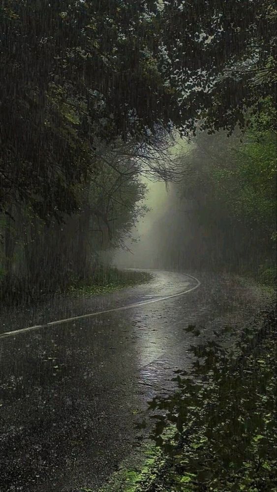 a road surrounded by trees on a rainy day