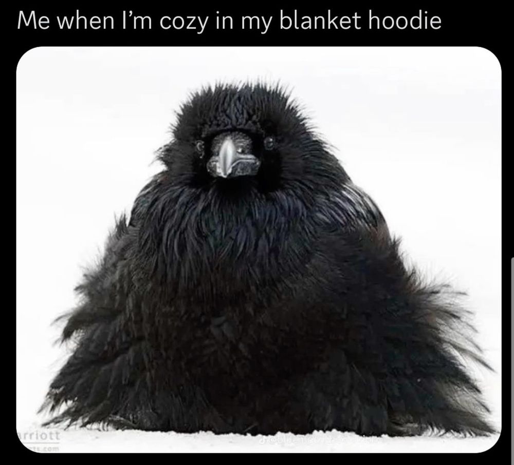 a fluffy raven and text that reads: me when i'm cozy in my blanket hoodie