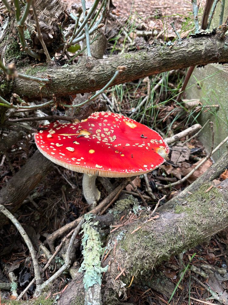 A classic red mushroom with white spots and a flat top growing among some branches. A fly agaric.