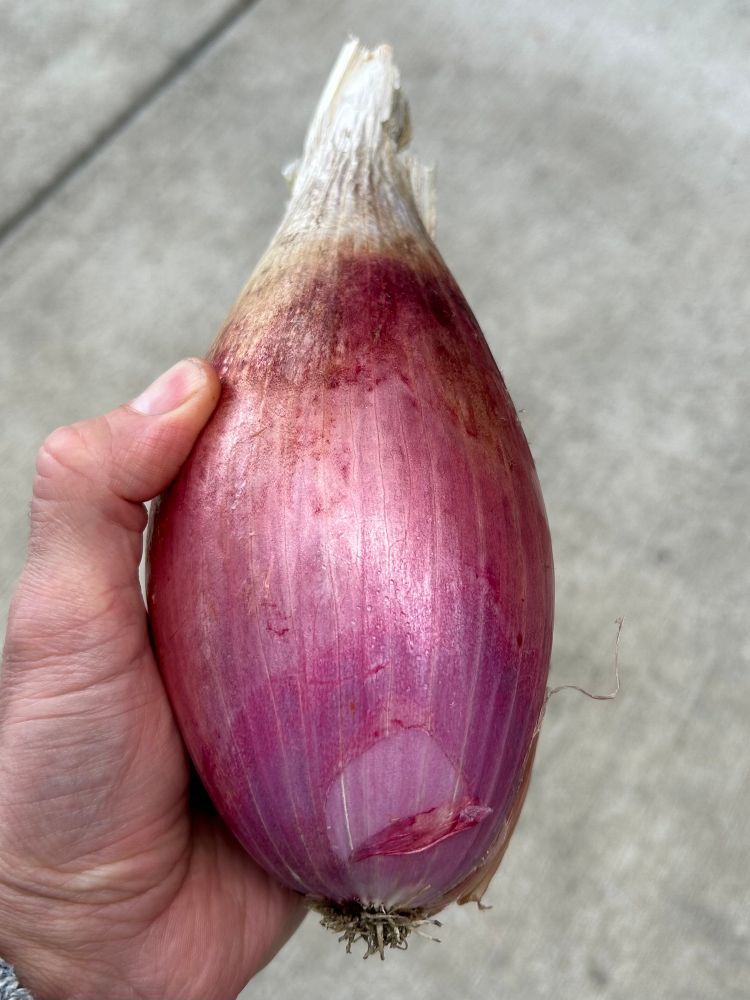 Tropea onion