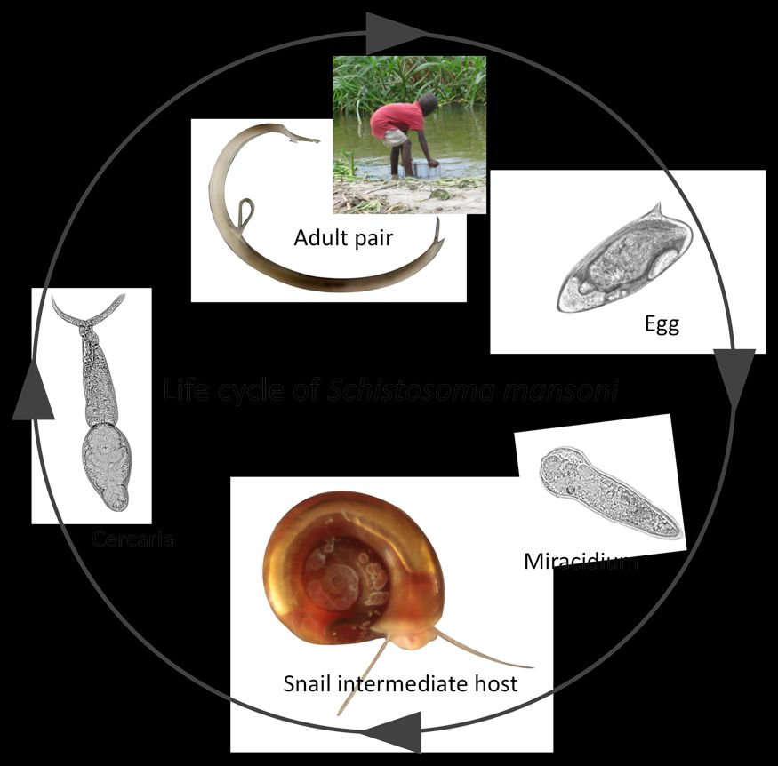 Life cycle of Schistosoma mansoni from https://blogs.biomedcentral.com/bugbitten/