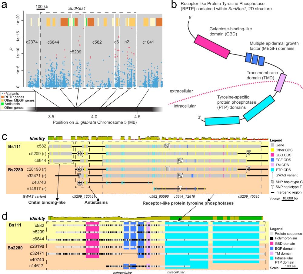Genes in one of the snail genomic regions found in this study