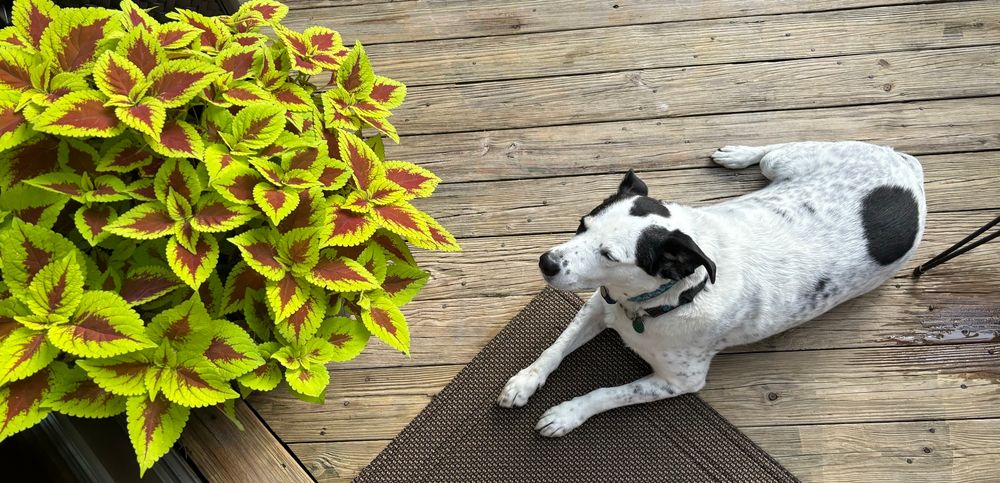 white dog with black spots laying down on a wooden deck, looking at coleus plants. 