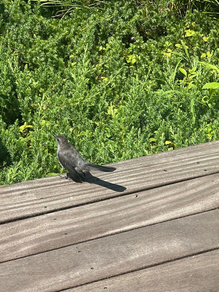 Video of catbirds eating nightshade berries and hopping about on our deck. 