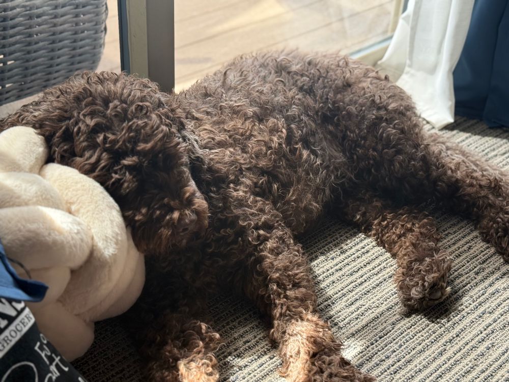 a brown curly dog laying down by a glass sliding door and resting in the sun. his head is laying on a pillow 