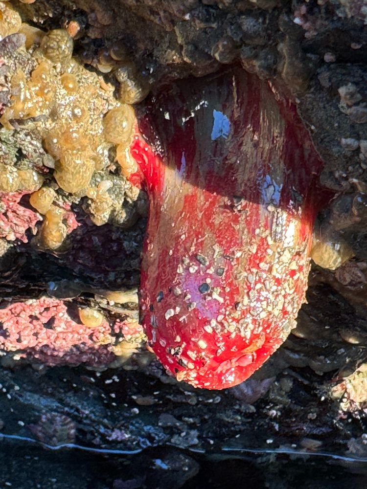 Urticina grebelnyi ?