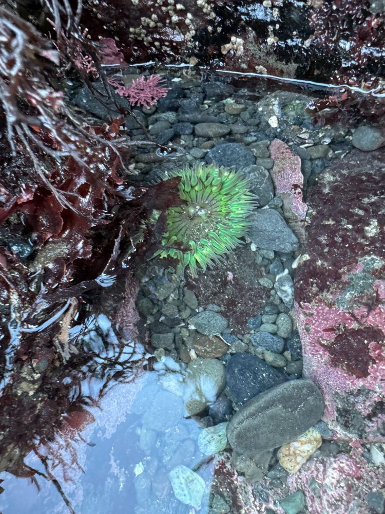 A Neon green Anthopleura sola