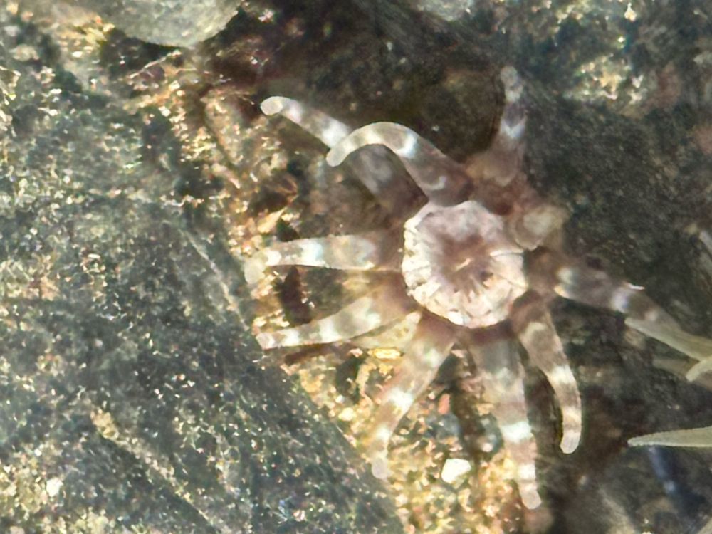 Halcampa decemtentaculata