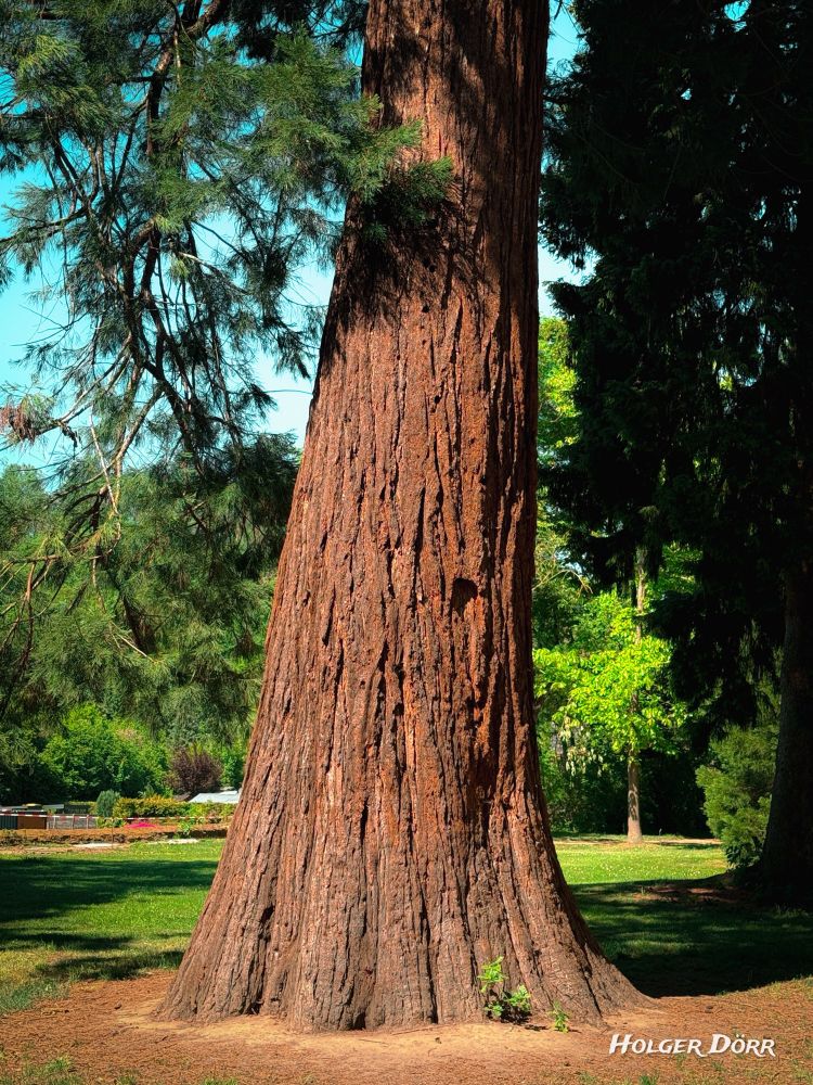 Nahaufnahme des kräftigen Stammes eines Mammutbaums im Schlosspark, dessen rötliche Rinde im Sonnenlicht leuchtet – ein stiller Gigant mit imposanter Präsenz