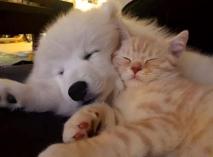 cat and samoyed dog snuggled up to each other sleeping.