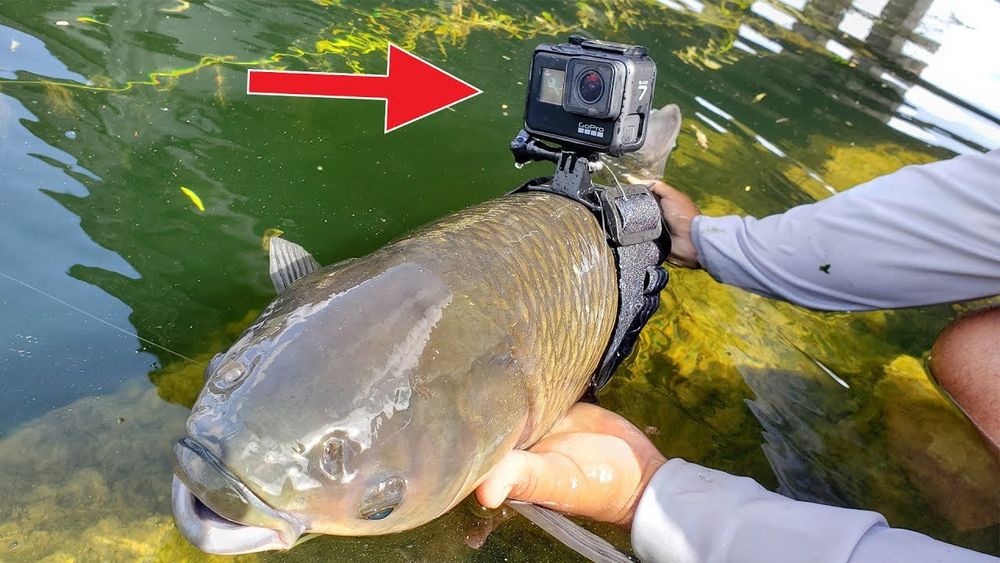 person holding a fish with a camera attached. red arrow pointing at camera.