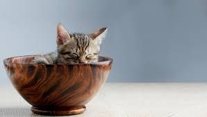 picture of a little kitten sleeping in a wooden bowl