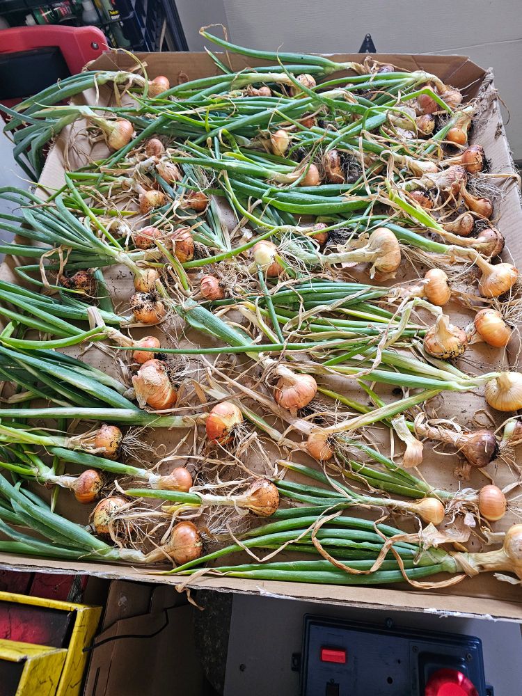 Today's onion harvest is laid out to finish in the warm garage.