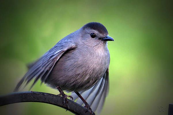 Photograph of a young grey catbird with puffed out feathers and its wings raised to fly