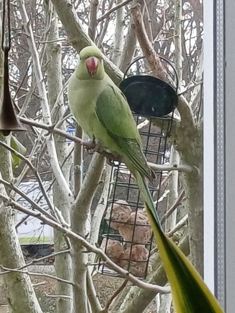 Groene halsbandparkiet zit op een tak van de hibiscus en kijkt naar binnen..