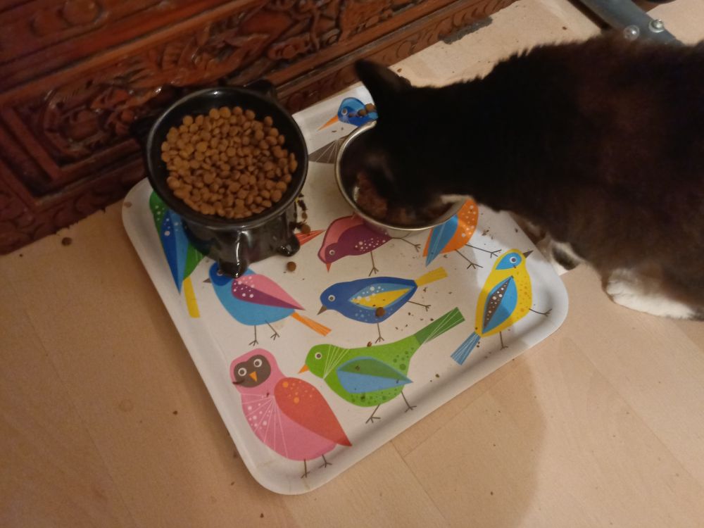 Dienblad met gekleurde vogels waar 2 voerbakken op staan. Een zwartwitte kat eet uit het rechtervoerbakje.