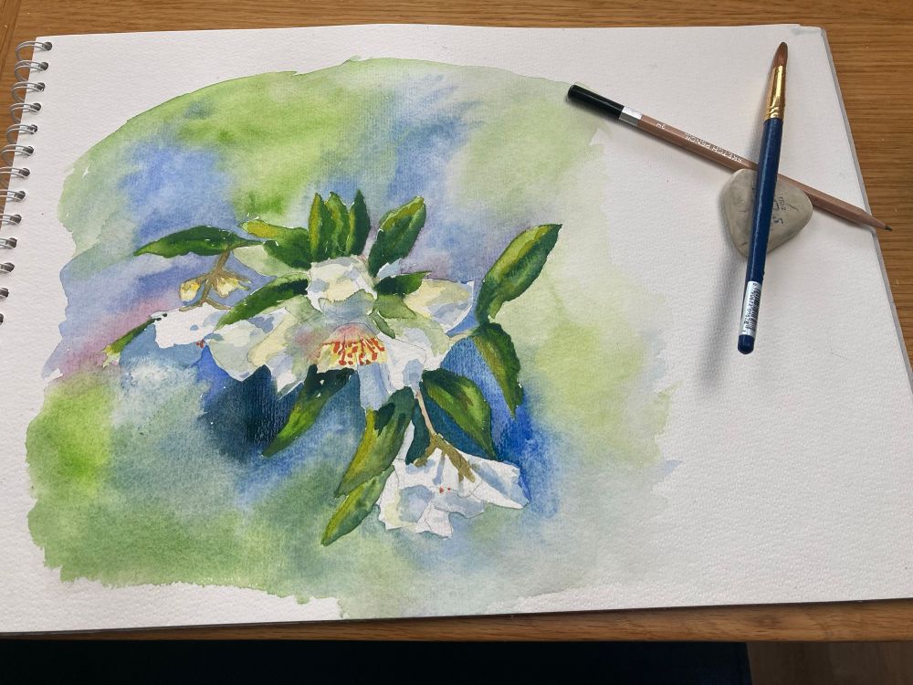 Watercolour of Philadelphus flowers