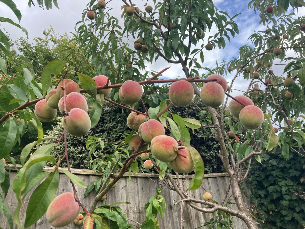 My peach tree laden with unripe fruit 
