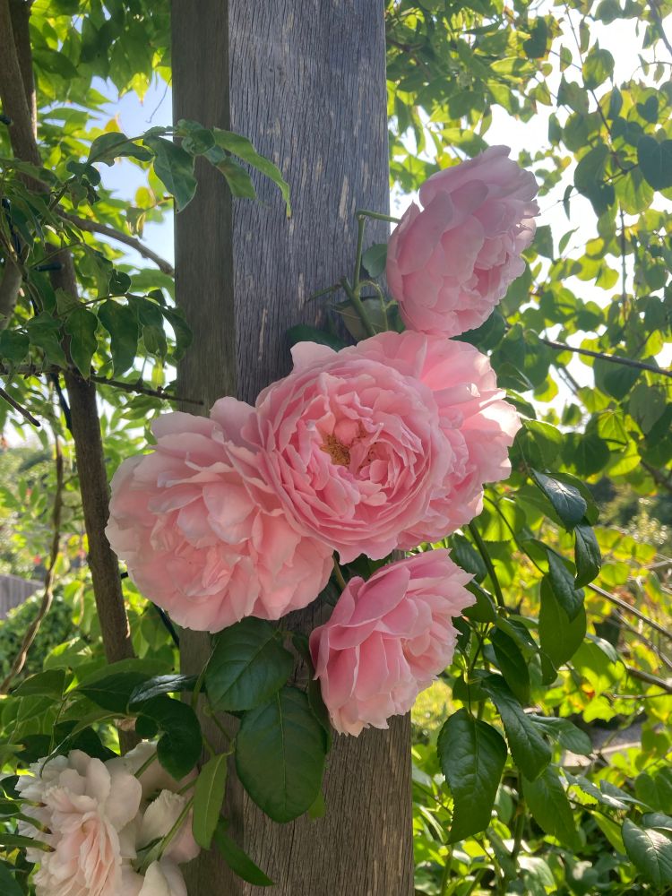 Rosa ’Strawberry Hill’ on my pergola post 