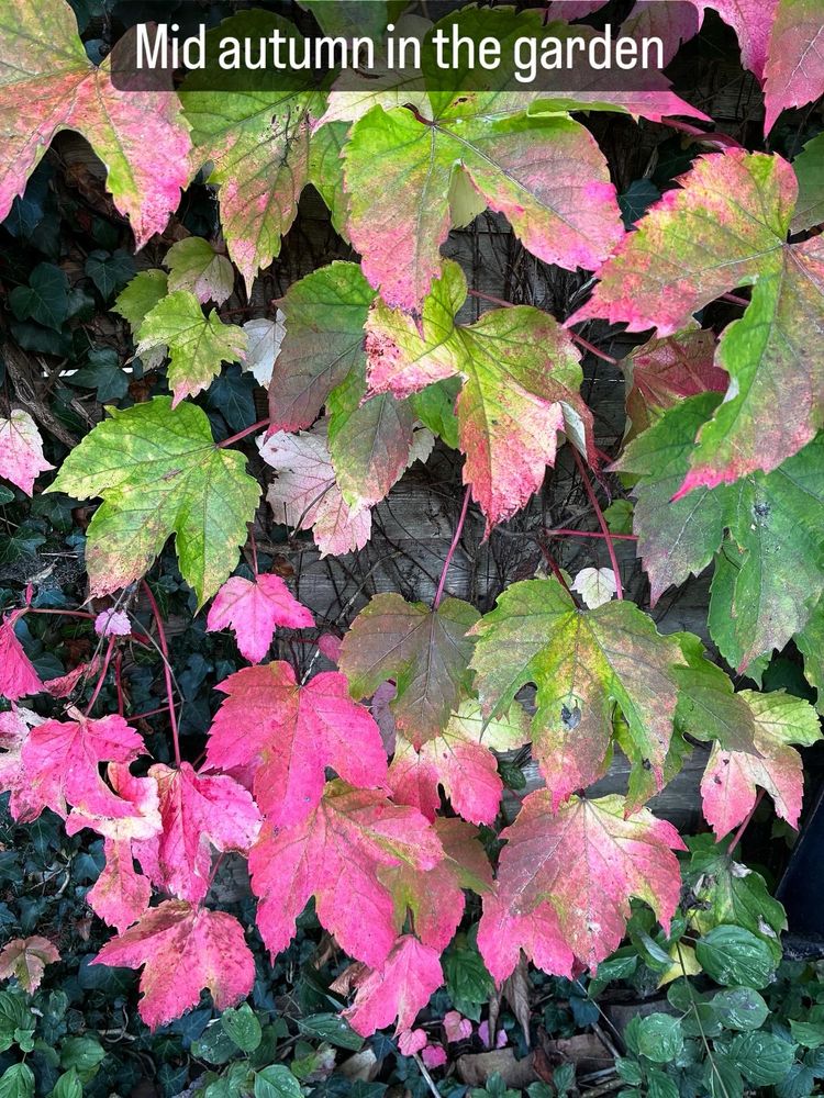 Virginia creeper foliage 