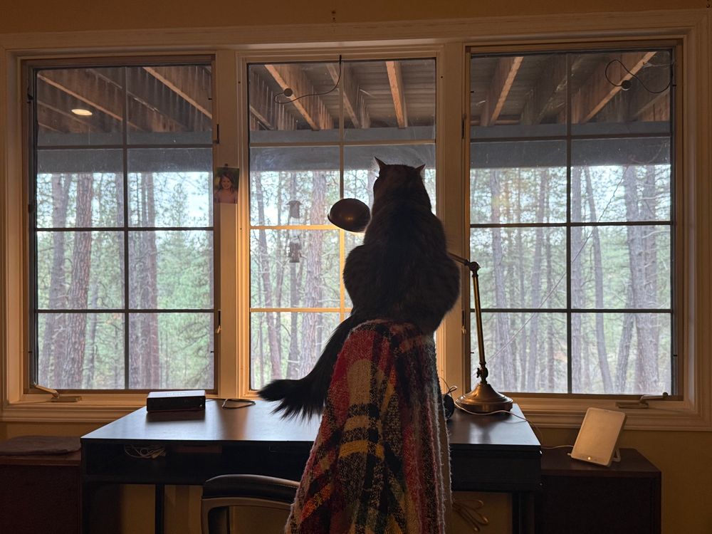 my cat sitting upon her throne (my desk chair) overlooking her kindgdom (the backyard)