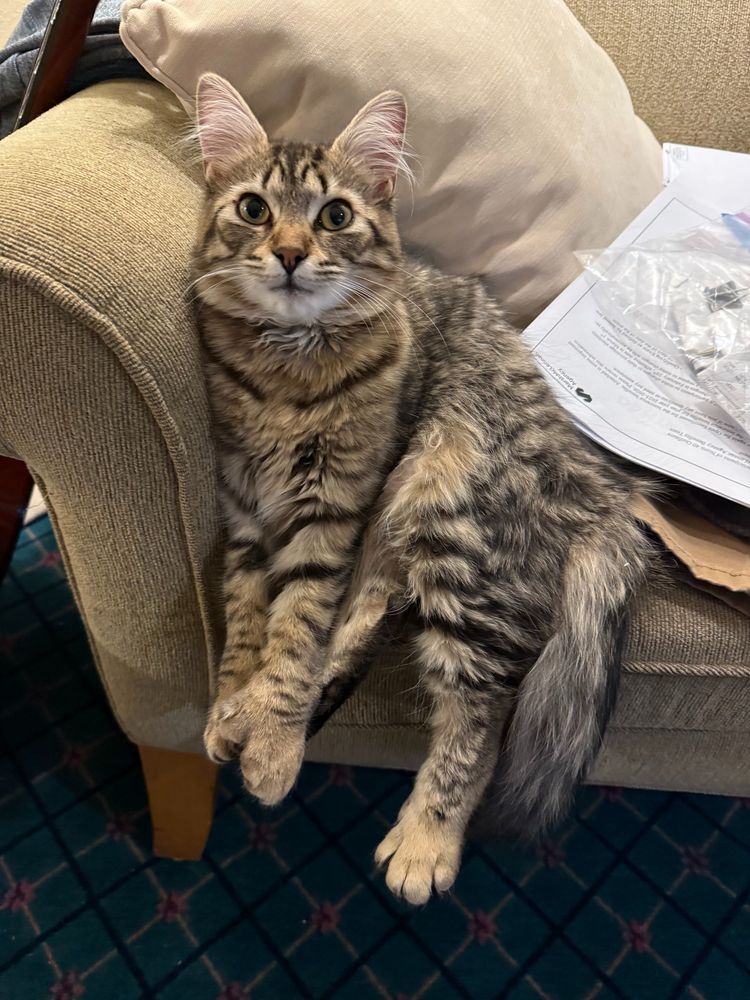 Pico and I say "good luck Artemis!"