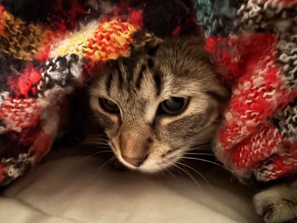 A picture of Pico undercover (under a lil blanket ready for nappy time). 