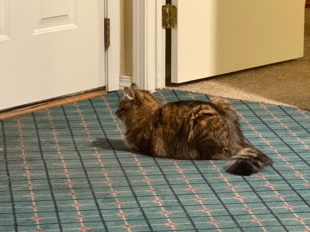 another cat staring at the wall (a door technically) 