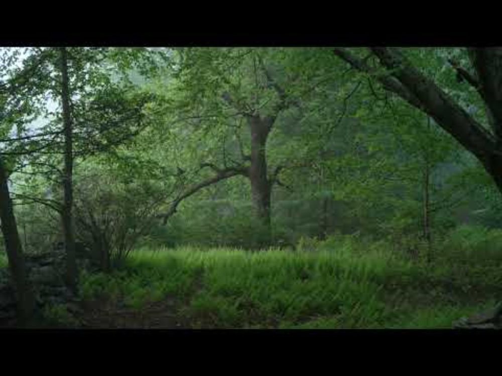 One Hour Landscape - Moving Wallpaper - Black Walnut Tree - Relaxing Ambient. 4K. No AI.