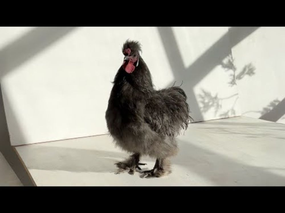A Rooster, Legal Trouble and Pointlessness (Hotline 71)