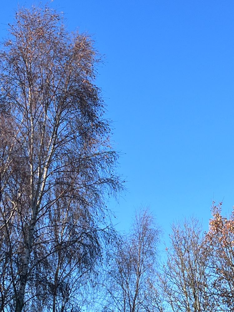 Photograph of silver birch trees in early winter set against the backdrop of a clear blue sky. 