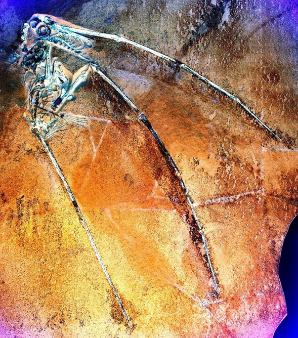 Laser scanned pterosaur from ROM
