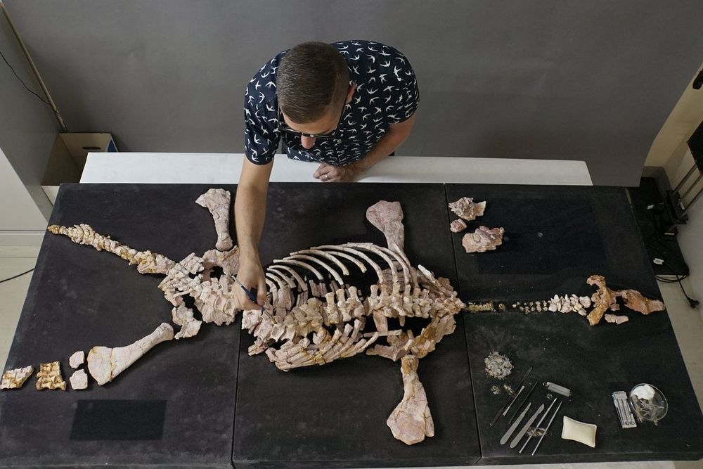 A man preparing a fossil reptile 