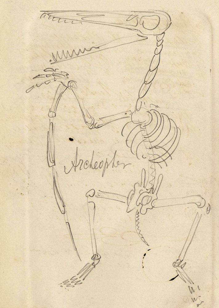 Sketch of a "pterodactyl" labelled as Archeopter by Nicholas Miklouho-Maclay