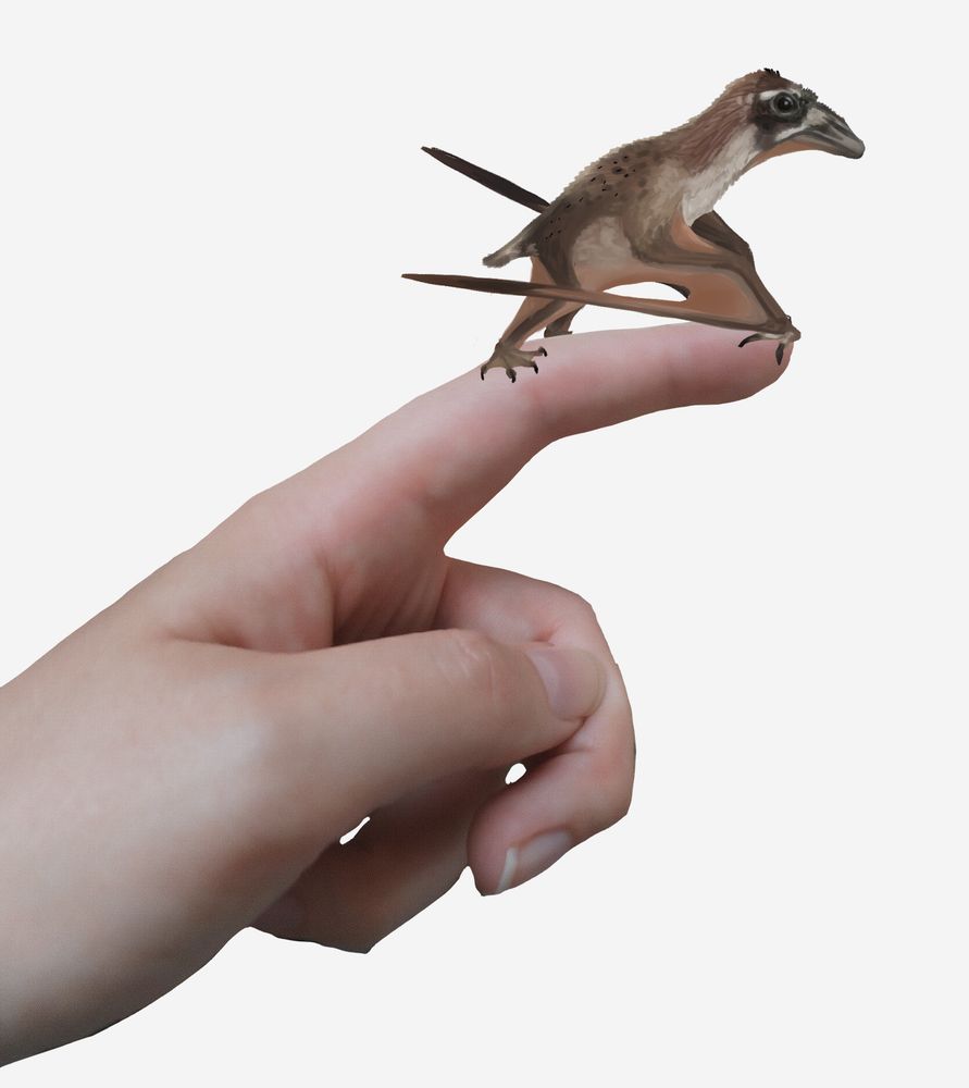 baby germanodactylus on an index finger