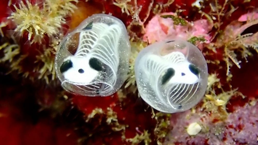 A series of photographs showing a translucent creature with faux ribcage like interior and panda style "head"