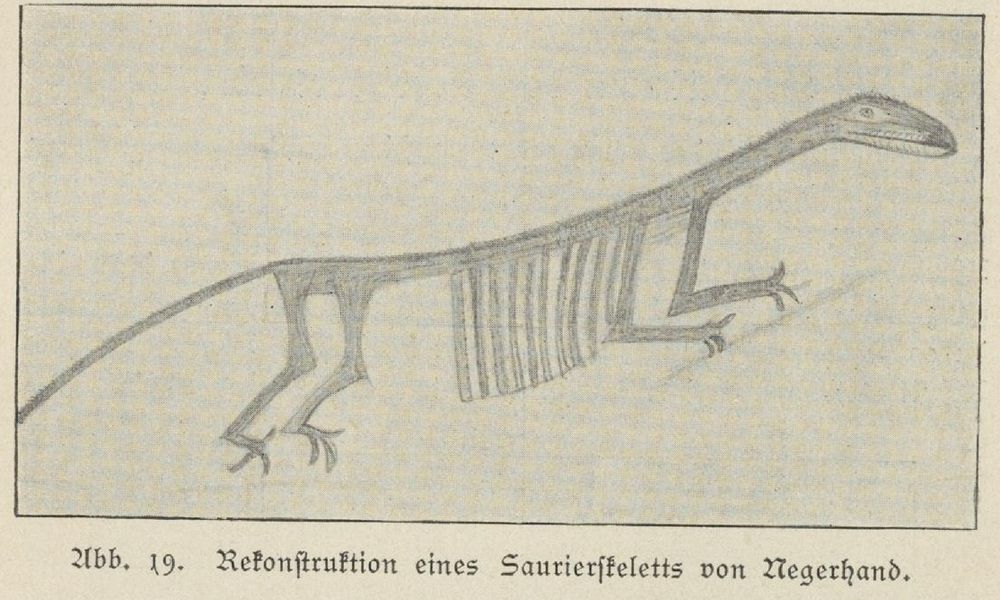 A reconstruction of sauropod with stack of ribs.

CW colonial language in caption 