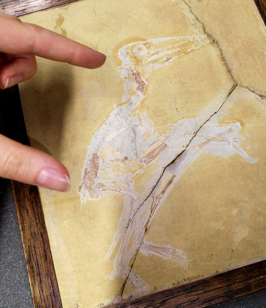 Counterslab of the fossil, in a wooden frame, from Frankfurt