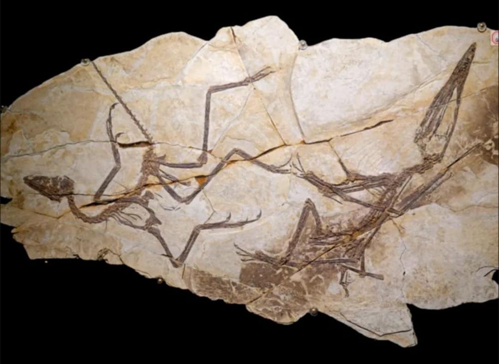 Limestone, on left a bird line dinosaur on right a long snouted pterosaur 